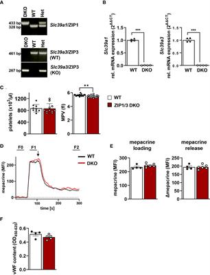 Loss of zinc transporters ZIP1 and ZIP3 augments platelet reactivity in response to thrombin and accelerates thrombus formation in vivo